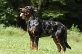 BEAUCERON 801